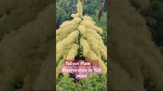 #Talipot Plam#blooms once in 100 years# Kerala