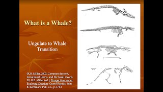 Fossil Record of Transitional Forms