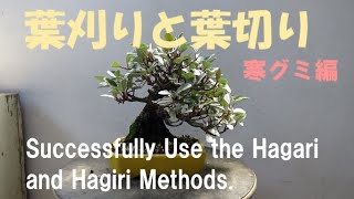 盆栽工房 春嘉　＃55 葉刈りと葉切り　寒グミ編　Successfully Use the Hagari and Hagiri Methods.　【盆栽】【寒グミ】【bonsai】【repot】