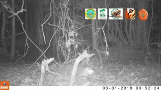 flat-headed cat camera trap