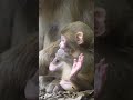 めちゃ可愛いニホンザルの赤ちゃん　 monkey ニホンザル bab