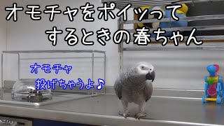 ヨウムの春ちゃん107　オモチャをポイッツて投げるときにひとこと言います🐤♪