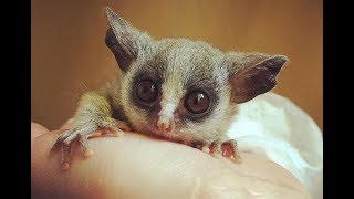 Senegal Galago(Senegal bushbaby) - Cute Tiny Monkey