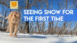Seeing Snow for the first time- Cat reaction- Meow- Funny