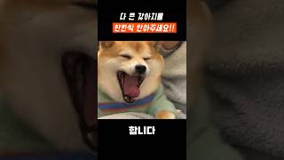 다 커버린 강아지를 한번씩 안아주세요! #dog #강아지