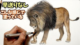 色鉛筆の塗り方 早送りなしはこんな感じで塗っているライオン編　How to Draw a Lion Realistically with Colored Pencils