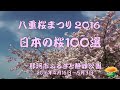 prv八重桜まつり２０１６のご案内・那珂市静峰ふるさと公園