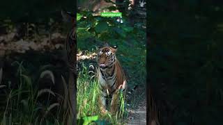 Pench netional park turiya gate 🐅 #tiger #shorts #animals #seoni #junglesafari