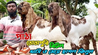 পাঠা,তোতাপুরি, বিটল খাসি ও মেয়ে বাচ্চা ছাগল কিনুন উজ্জল ভাইয়ের কাছে #goatfarming #goatfarm