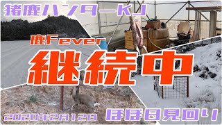 箱罠猟師見回りVLOG『鹿フィーバー継続中』