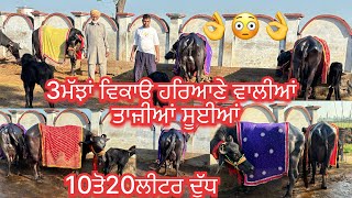 March 13, 2025 📞+91 95013 64638☎️ #ਹਰਿਆਣਾ #topquality #murrhabuffalo #sale in #amritsarpunjab #share