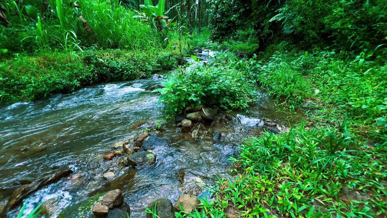 Peaceful Forest Birds Singing Relaxing Stream Sounds Asmr Youtube