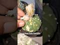 Kali ini kita panen buah yang variegata, bikin happy panen tiap hari #aridzona #kaktus #astrophytum