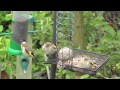 goldfinch and young goldfinches 15th june 2012