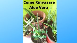 Come Rinvasare Aloe Vera. እሬት እንደምናባዛ