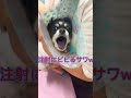 注射にビビるサワw＃サワヤン