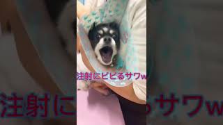 注射にビビるサワw＃サワヤン