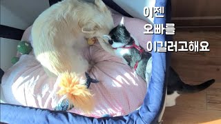 정식이의187번째 이야기~정미가 오빠를 이길러고 해요