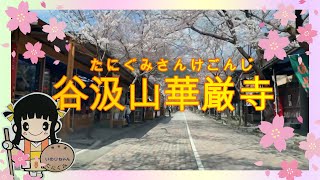 日本三大桜　2021桜の名所!! 谷汲山華厳寺