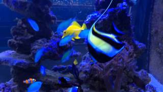 Moorish idol feeding (Zanclus cornutus)