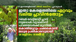 ഇതാ കേരളത്തിലെ ഏറ്റവും വലിയ പ്ലാവിൻതോട്ടം, 13 ഇനങ്ങളിലായി 500ൽപരം പ്ലാവുകൾ, Tapovan Jacks, Veliyam