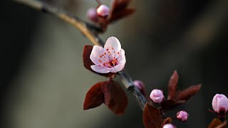 Japanese Koto Music - Cherry Blossoms - Beautiful Japanese Koto & Flute Music