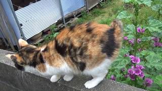 尻尾が短い三毛猫のノンちゃんが可愛い！