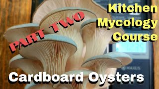 Grow Oysters on Cardboard Boxes - Ziploc Grow Bags