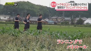 【甘々娘】トウモロコシ盗難防止パトロール　静岡・森町