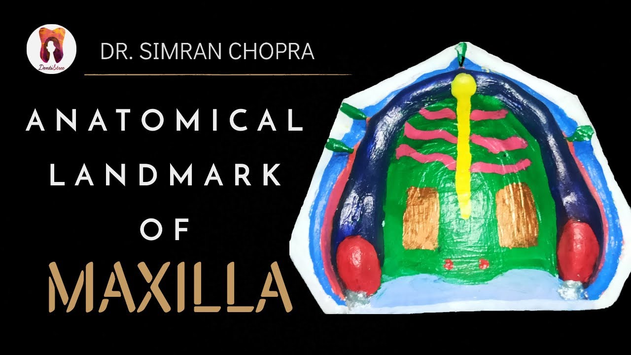 Anatomical Landmarks Of Maxilla L Maxillary Landmarks L Prosthodontics ...