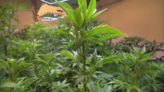 Maine cannabis caregivers rally against tobacco licenses