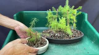 Emergency Repotting of my Larch Cuttings.  17-Jul-2024