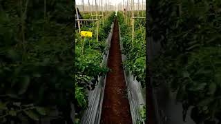 tomato farming, टमाटा शेती