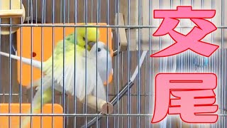 セキセイインコの交尾