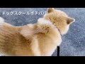 人生を変えた秋田犬「命」（アキラ）総集編