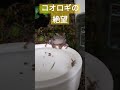 やっと水から上がれたのに…… 爬虫類 両生類 カエル イエアメガエル