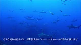 2019年9月6日　神子元島ミニムービー