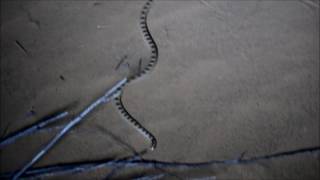 נחש חולות - Sand (Diadem) snake - Lytorhynchus diadema