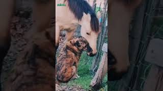 horse and dogs emotional 😩😩 #shorts #emotional #animals #cute #wildlife #love #natural #nature