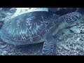 healing movie lime music listen with sea turtle