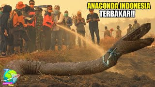 Viral!! Fakta Dibalik Hangusnya Anaconda Raksasa Hutan Kalimantan Yang Menghebohkan Seluruh Dunia