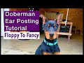 How To Post Doberman Dogs Ears After Ear Cropping. Backer Rod Method Ear Posting & Removal Tutorial.