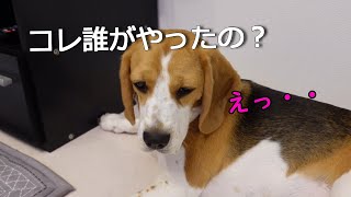 【ビーグル】地味なイタズラにハマってしまった犬