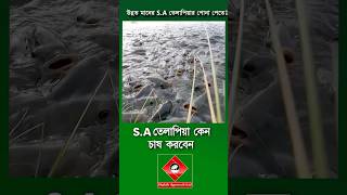 SA তেলাপিয়া চাষ #shakibagro #fish #মাছচাষ #tilapiafarming #তেলাপিয়ামাছচাষ #তেলাপিয়ামাছেরপোনা