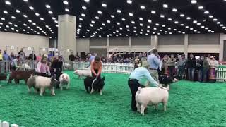 2018 NAILE Grand Champion Market Hog Selection