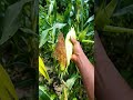 Benefit of farming 🧑‍🌾 #joy #harvest #eathealthy #livehealthy #organiclifestyle