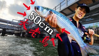 路亞鐵板 狂歡爆光水  #香港釣魚 #路亞#擬餌#lure#fishing#topwater#hkfishing#放生#休閒#海釣#根釣#微物#鐵板#微鐵#岸釣