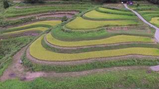 日本棚田１００選　『西ヶ岡棚田』ドローン空撮