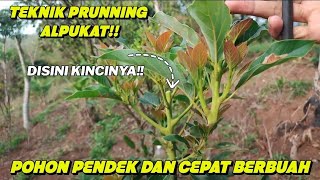 gunakan teknik pruning alpukat ini pasti cepat pertumbuhannya | pemangkasan alpukat sejak dini !!