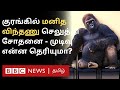 Explained: Chimpanzee-ல் மனித விந்தணு செலுத்தி சோதனை - Result என்ன தெரியுமா? | BBC Tamil